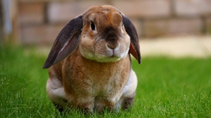 Rabbits Health