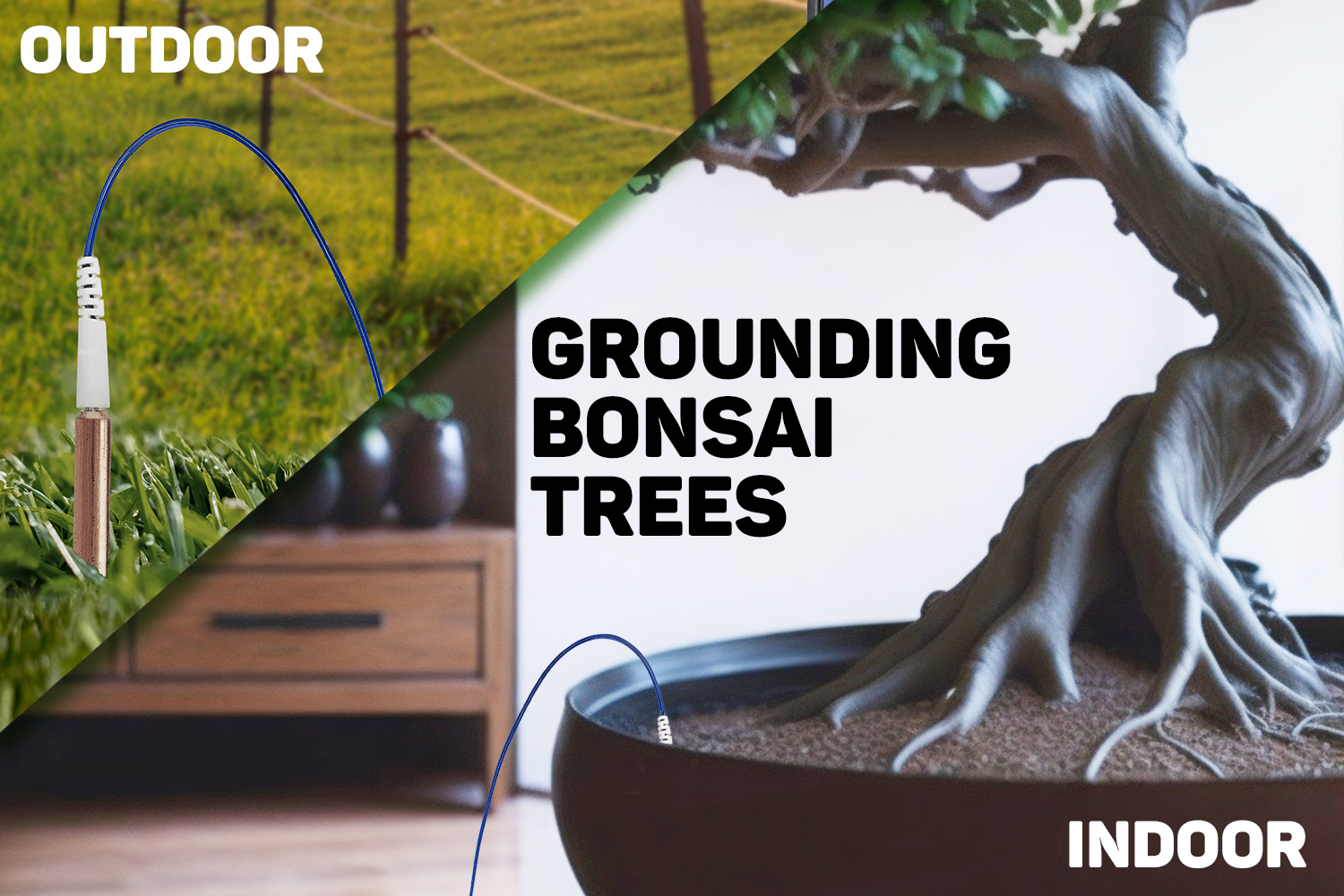 grounded bonsai tree